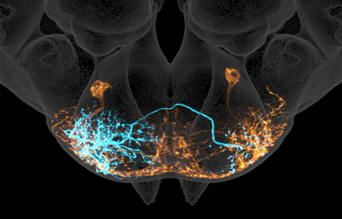 Drosophila Project
